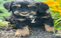 Bernedoodle dogs for sale: Charlie - Image 1