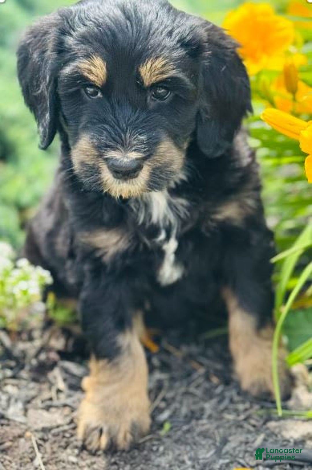 Bernedoodle dogs for sale: Charlie - Image 1