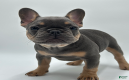 French Bulldog dogs for sale: Montreal - Image 10