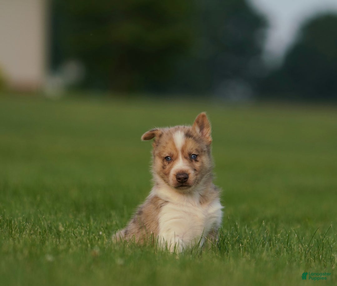 Gerberian Shepsky dogs for sale: Noah - Image 6