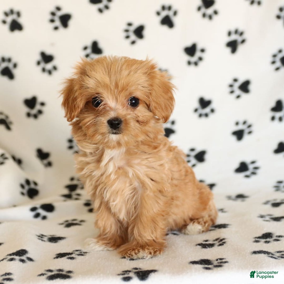 Cavapoo dogs for sale: Alex - Image 15