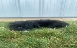 Mini Aussiedoodle dogs for sale: Rowdy - Image 4