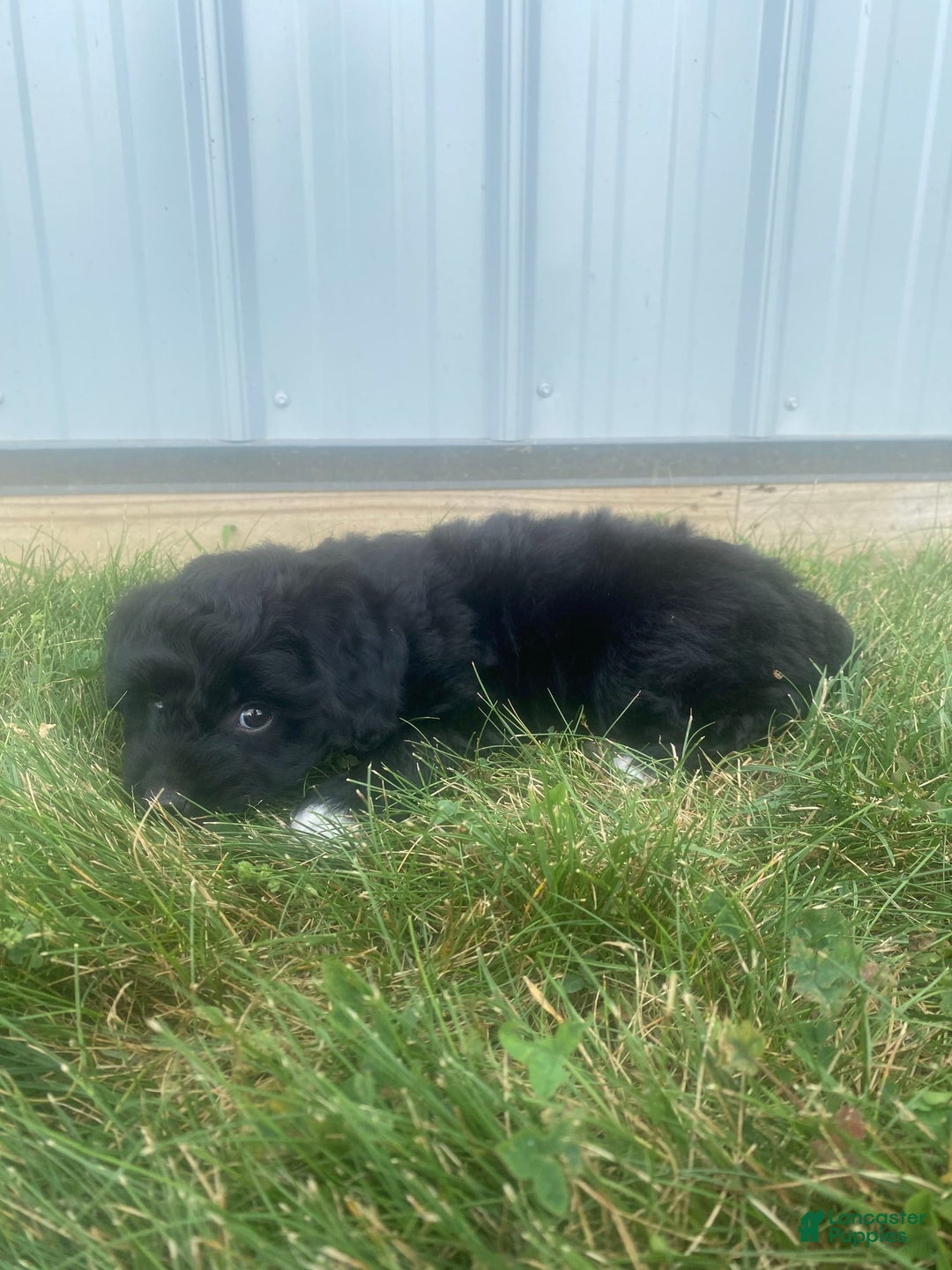 Mini Aussiedoodle dogs for sale: Rowdy - Image 4