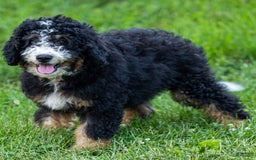 Mini Bernedoodle dogs for sale: Ozzy - Image 10