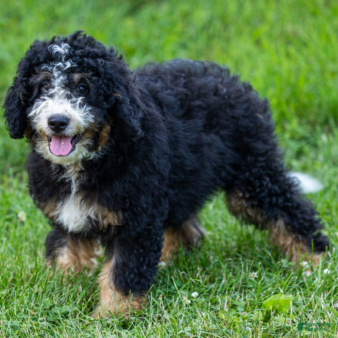 Mini Bernedoodle dogs for sale: Ozzy - Image 10