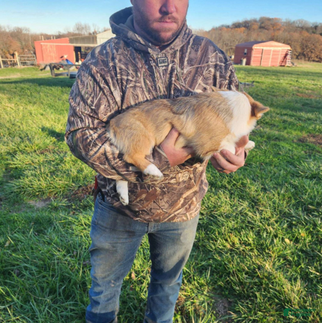 Welsh Corgi Pembroke dogs for sale: Novas Girl 3 - Image 11