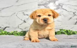 Mini Hippo dogs for sale: Brinley - Image 6