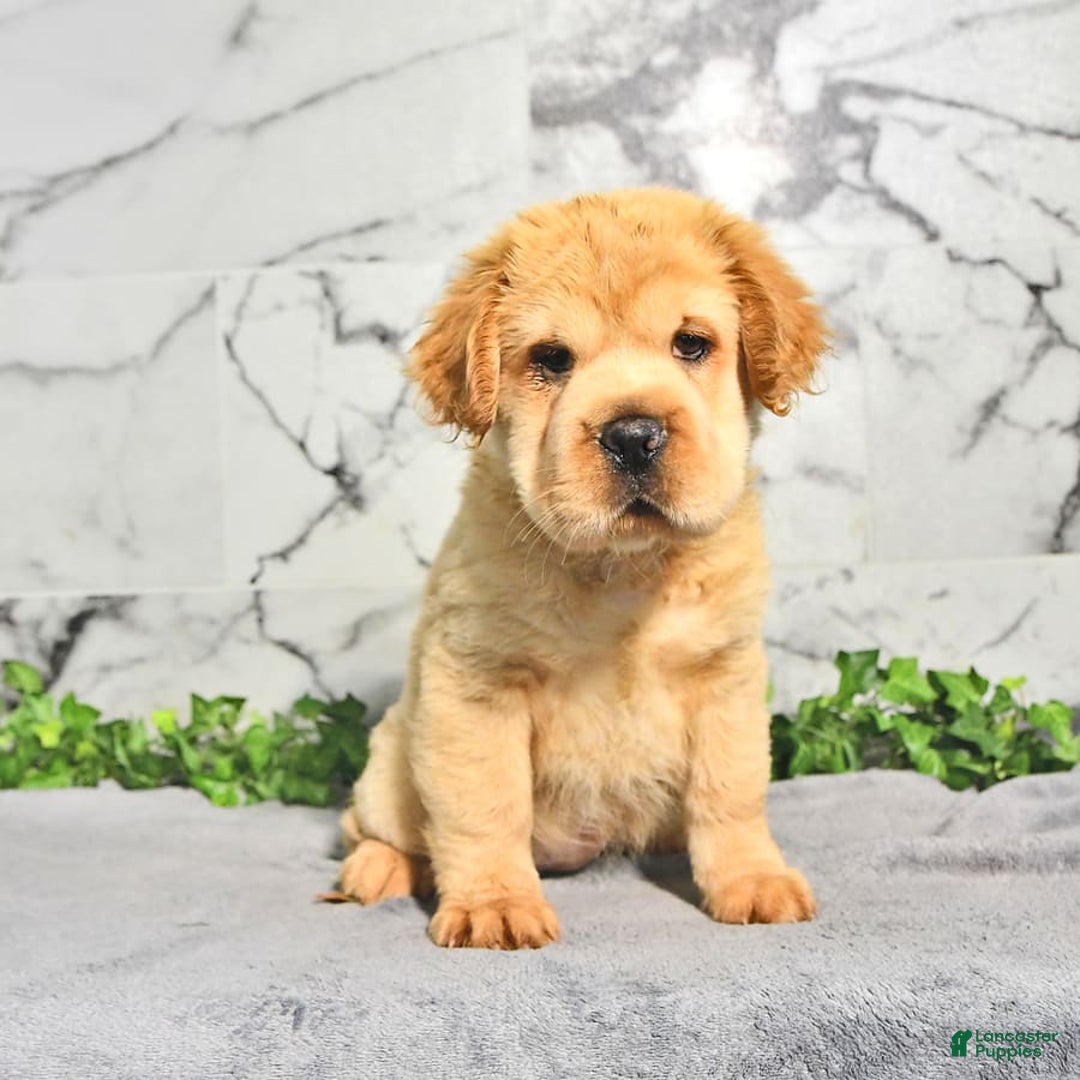 Mini Hippo dogs for sale: Brinley - Image 6