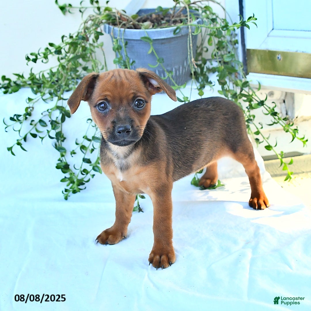 Miniature Pinscher dogs for sale: Evening Star - Image 3