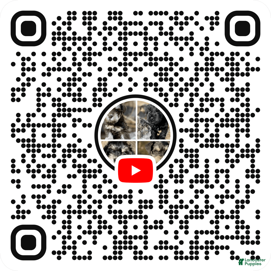Miniature Schnauzer dogs for sale: Junie - Image 5