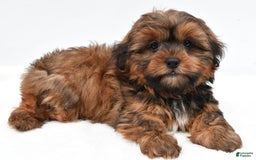 Shorkie dogs for sale: Nickle - Image 3