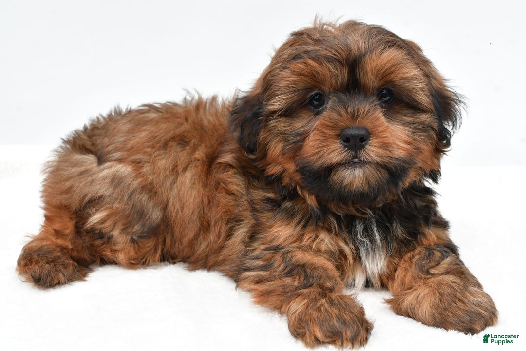 Shorkie dogs for sale: Nickle - Image 3