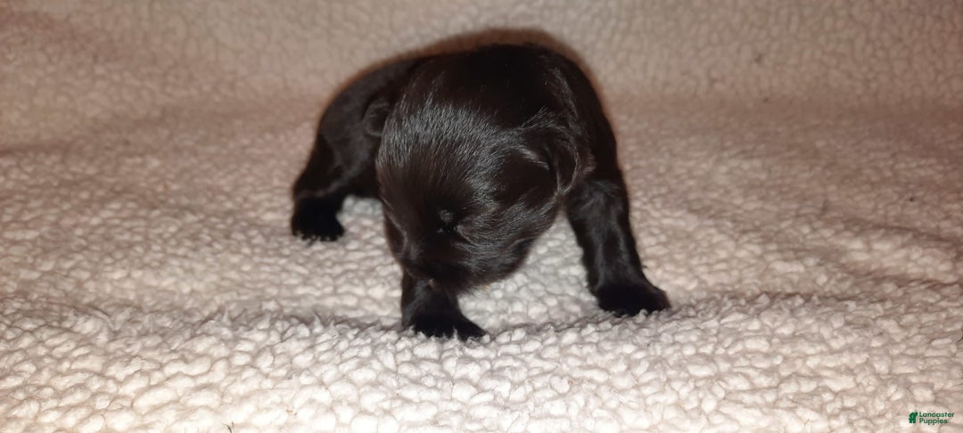 Miniature Schnauzer dogs for sale: Boy2 - Image 16