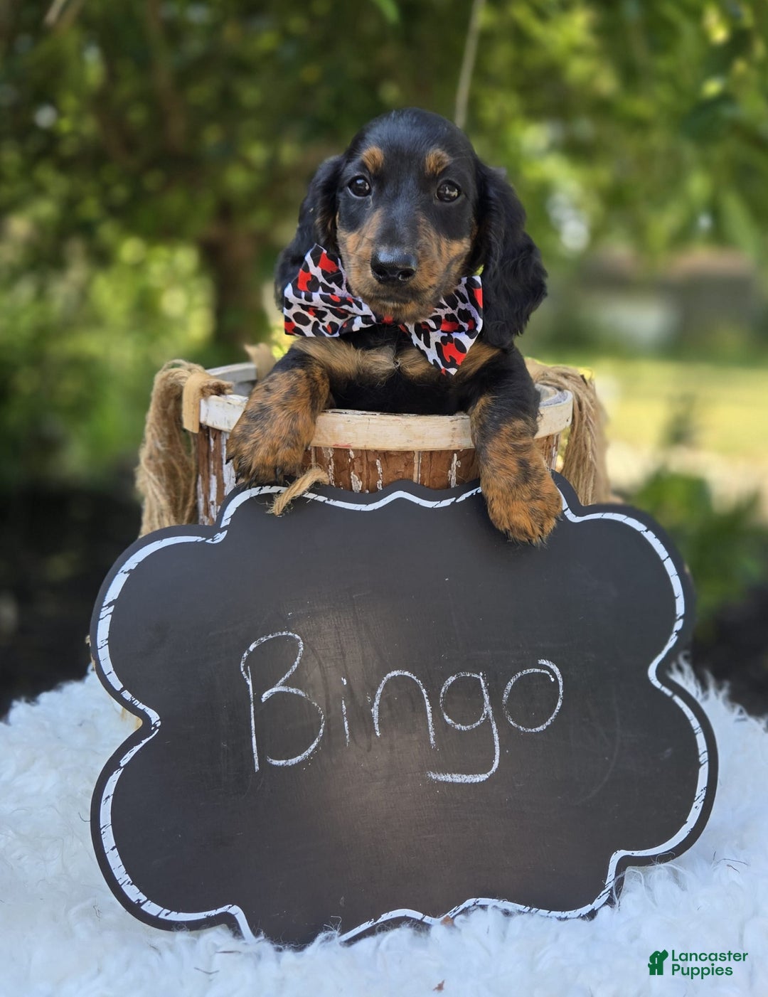 Miniature Dachshund dogs for sale: Bingo - Image 10