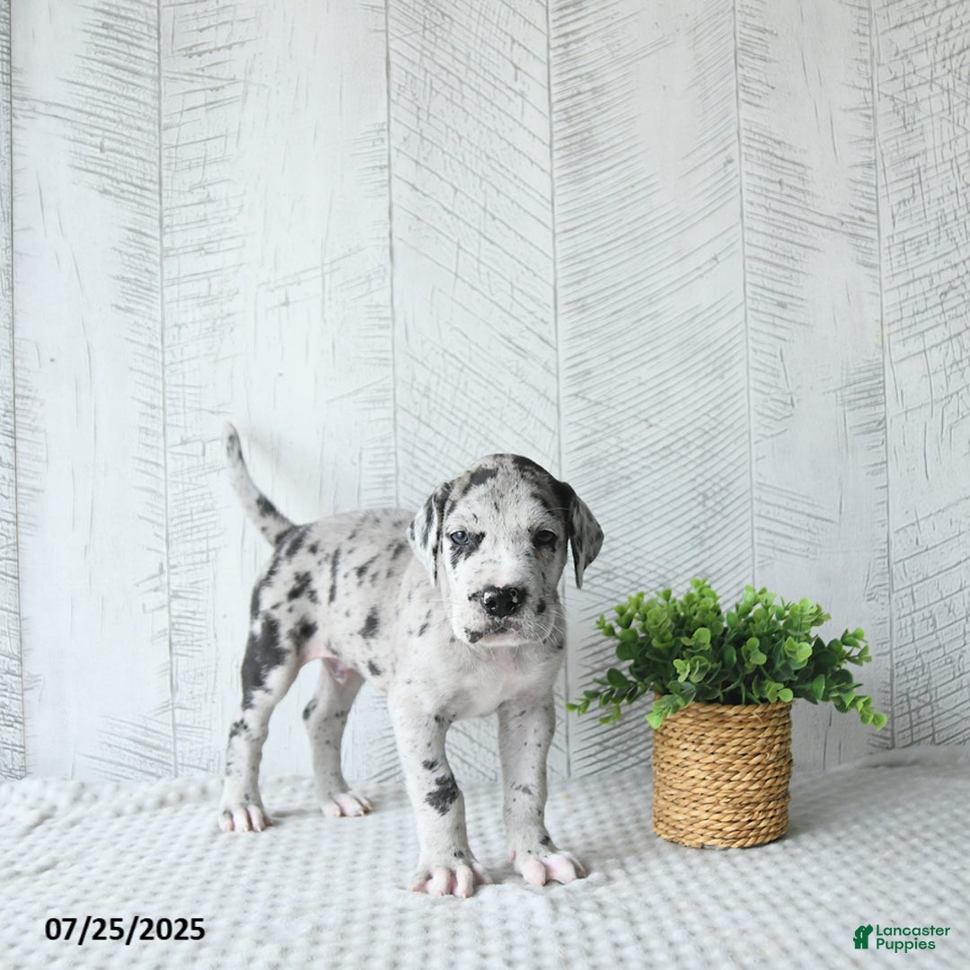 Great Dane dogs for sale: Shadow - Image 5