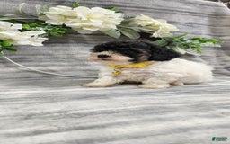 Cavapoo dogs for sale: Honey - Image 3