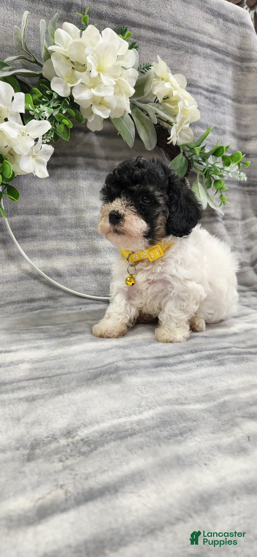 Cavapoo dogs for sale: Honey - Image 3