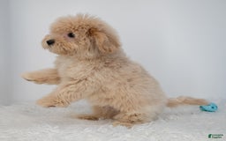 Maltipoo dogs for sale: Agustin - Image 1