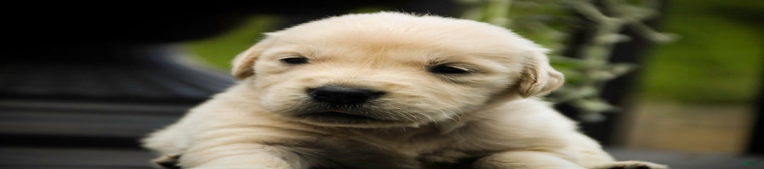 Timber