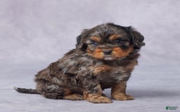 Cavapoo dogs for sale: Demi - Image 4