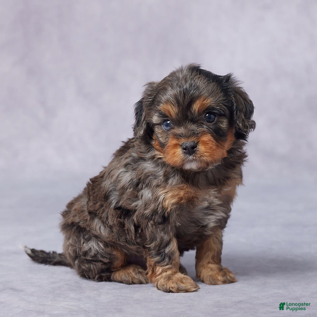 Cavapoo dogs for sale: Demi - Image 4