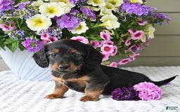 Miniature Dachshund dogs for sale: Laudon - Image 17