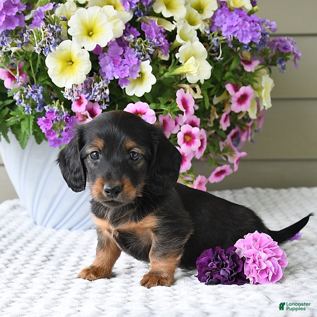 Miniature Dachshund dogs for sale: Laudon - Image 17