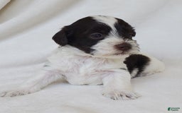 Schnoodle dogs for sale: Smores - Image 5