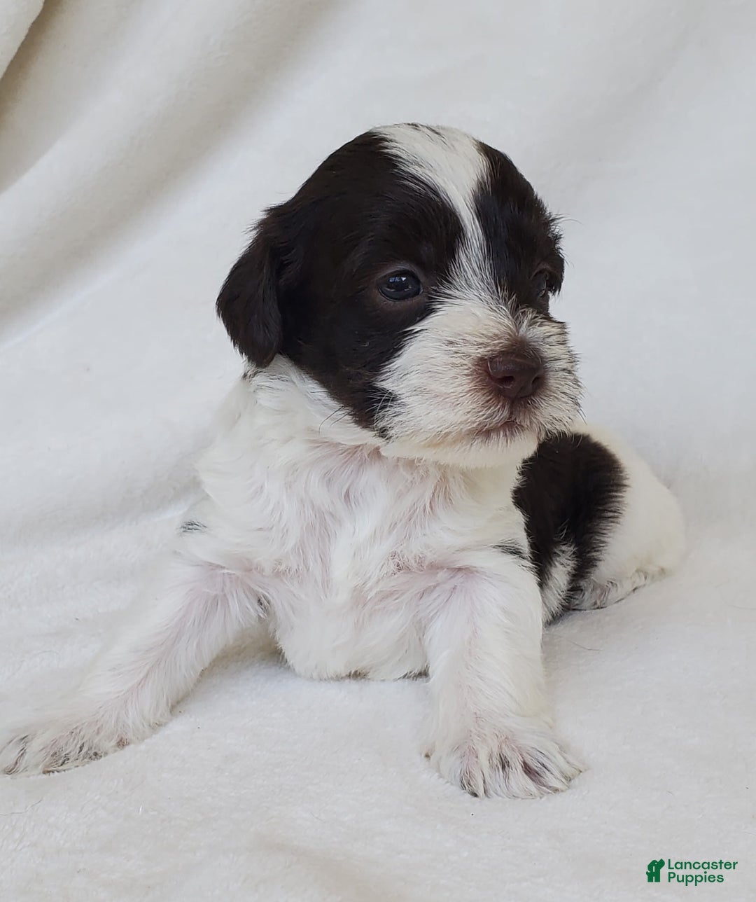 Schnoodle dogs for sale: Smores - Image 5
