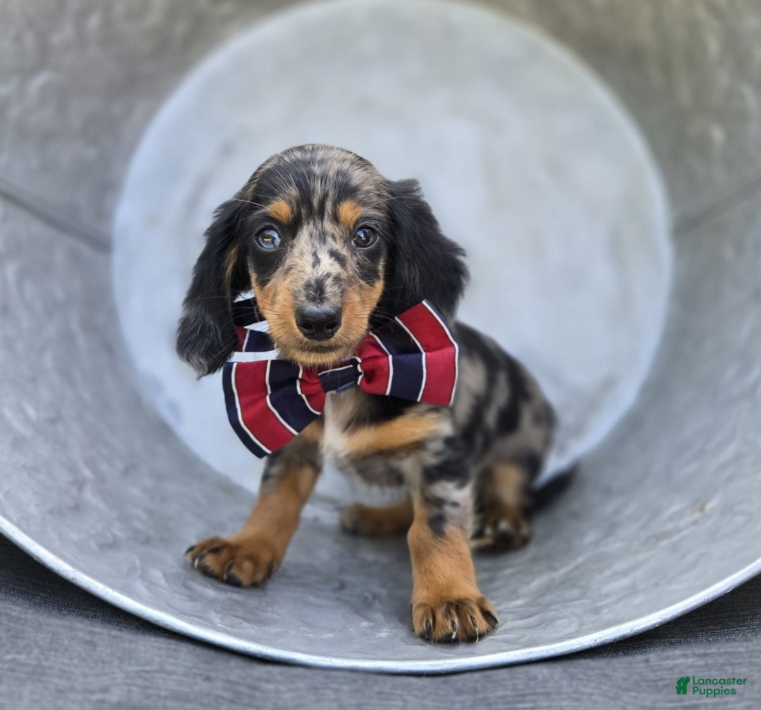 Miniature Dachshund dogs for sale: Albert - Image 8