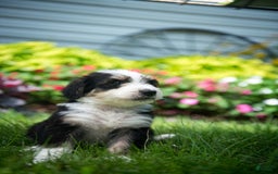 Bernedoodle dogs for sale: Shooter - Image 17