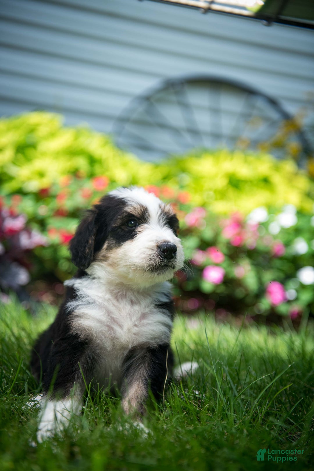 Bernedoodle dogs for sale: Shooter - Image 17