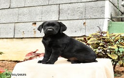 Labrador Retriever dogs for sale: Midnight - Image 3