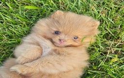 Pomeranian dogs for sale: Cinnamon - Image 3