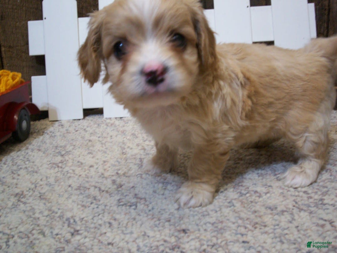 Cavachon dogs for sale: Piper - Image 9