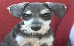 Miniature Schnauzer dogs for sale: Malenna - Image 15