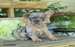 French Bulldog dogs for sale: Toby - Image 4