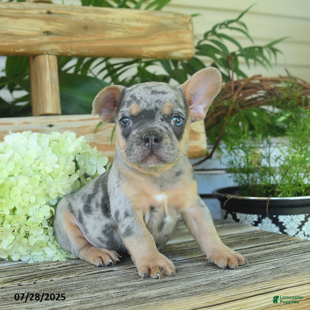 French Bulldog dogs for sale: Toby - Image 4