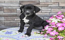 Great Dane dogs for sale: Sparky - Image 7