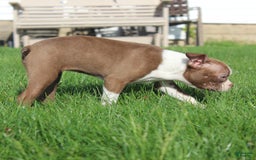 Boston Terrier dogs for sale: Sugar - Image 6