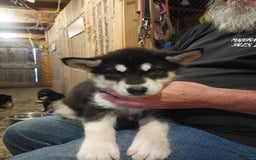 Alaskan Malamute dogs for sale: Puppy 1 - Image 1
