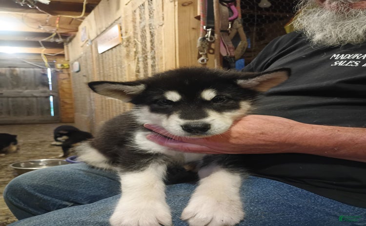 Alaskan Malamute dogs for sale - Ad 1
