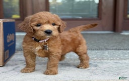 Goldendoodle dogs for sale: Lucy - Image 6