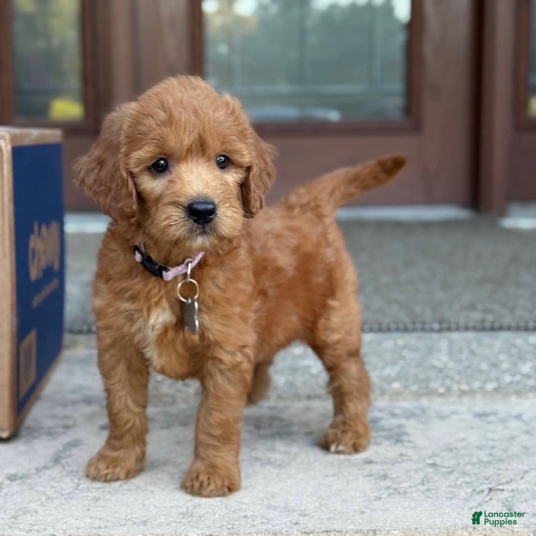 Goldendoodle dogs for sale: Lucy - Image 6