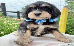 Miniature Schnauzer dogs for sale: Pablo - Image 1