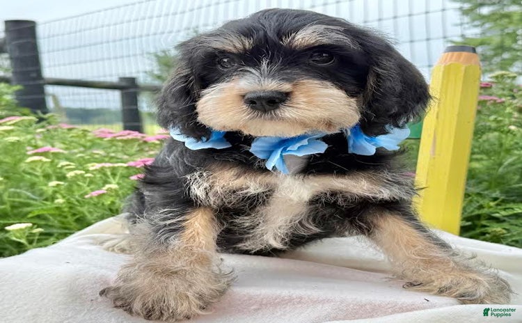 Miniature Schnauzer dogs for sale - Ad 5