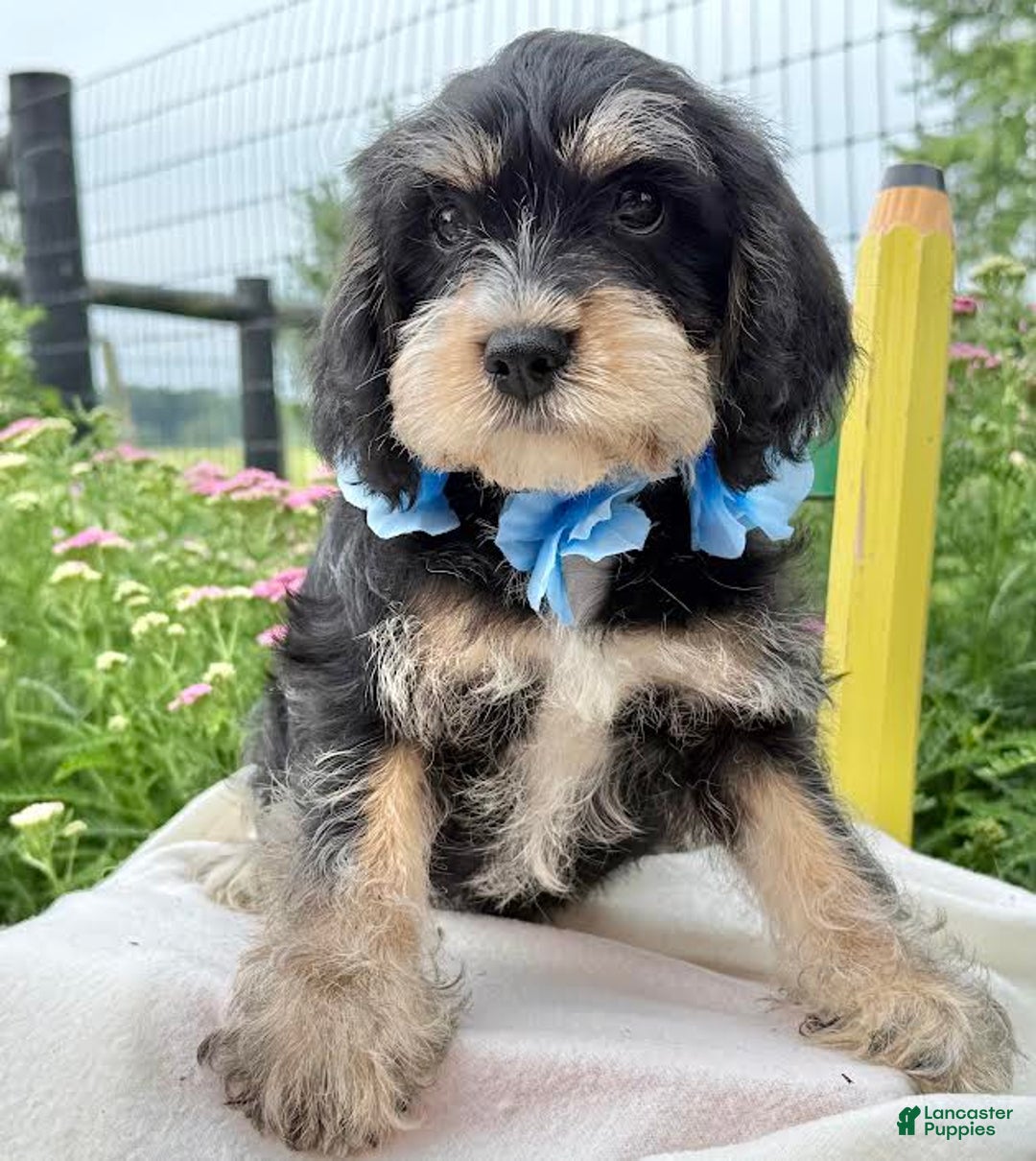 Miniature Schnauzer dogs for sale: Pablo - Image 1
