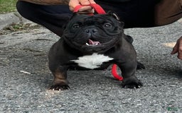 American Bully dogs for sale: Bluey - Image 6