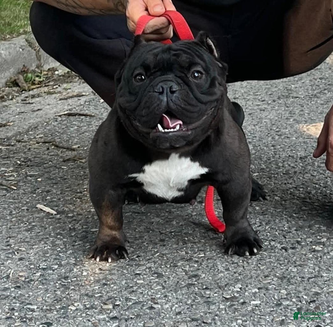 American Bully dogs for sale: Bluey - Image 6