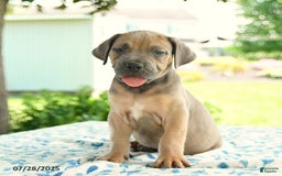 Cane Corso dogs for sale: Haden - Image 5